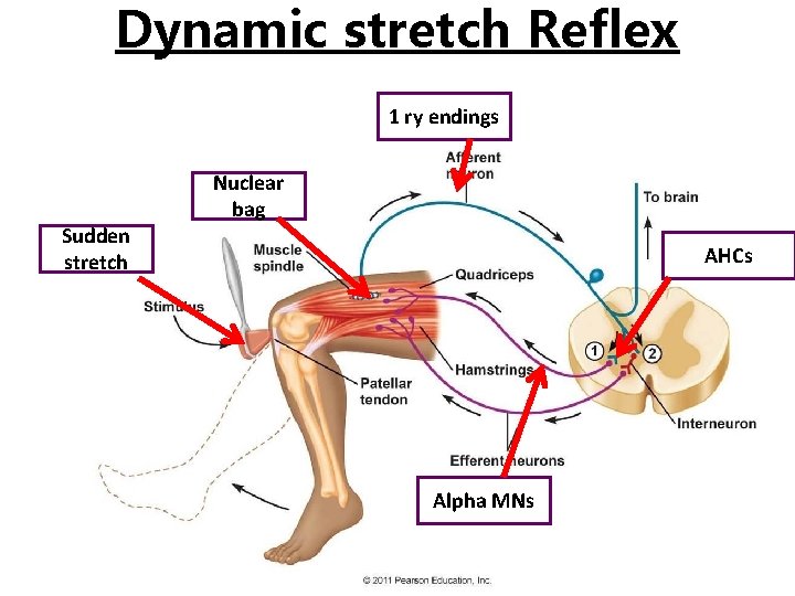 Dynamic stretch Reflex 1 ry endings Sudden stretch Nuclear bag AHCs Alpha MNs 