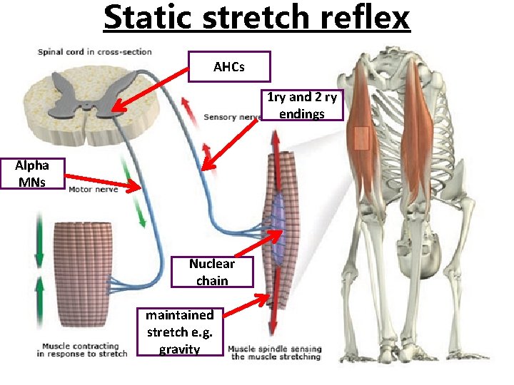 Static stretch reflex AHCs 1 ry and 2 ry endings Alpha MNs Nuclear chain