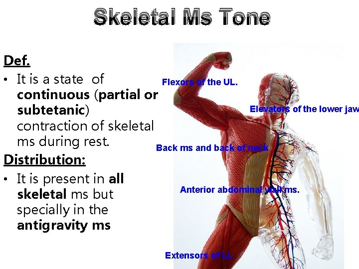 Skeletal Ms Tone Def. • It is a state of Flexors of the UL.