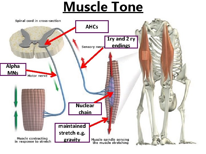 Muscle Tone AHCs 1 ry and 2 ry endings Alpha MNs Nuclear chain maintained Muscle Tone AHCs 1 ry and 2 ry endings Alpha MNs Nuclear chain maintained