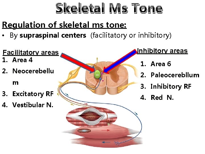 Skeletal Ms Tone Regulation of skeletal ms tone: • By supraspinal centers (facilitatory or