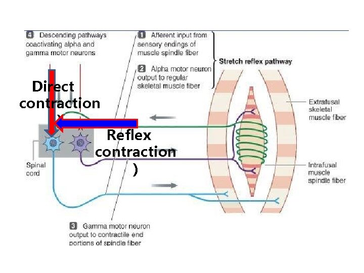 Direct contraction ) Reflex contraction ) 
