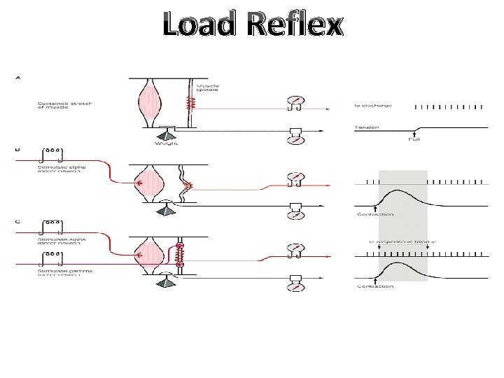 Load Reflex Load Reflex