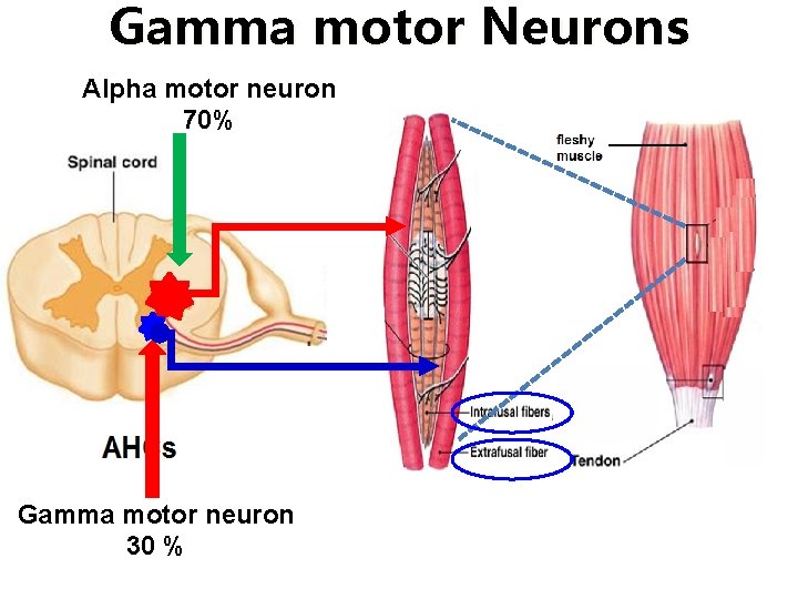 Gamma motor Neurons Alpha motor neuron 70% Gamma motor neuron 30 % 