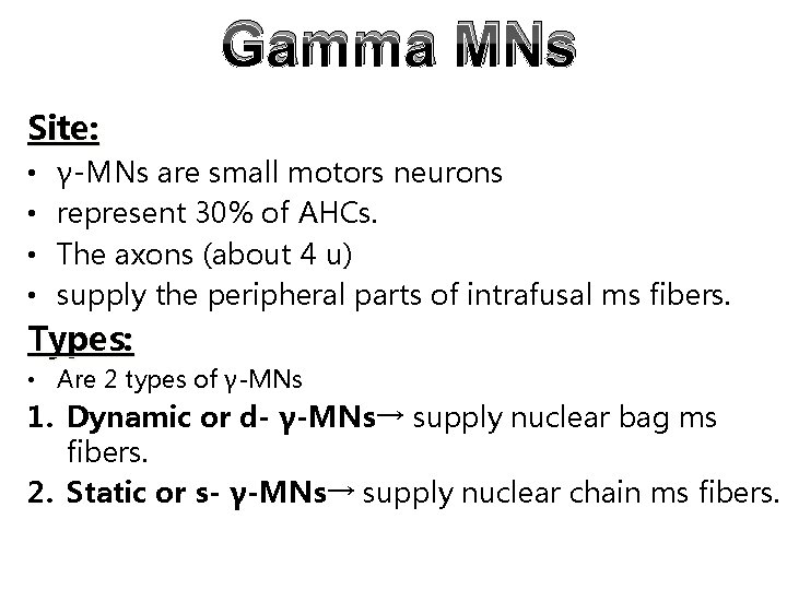Gamma MNs Site: • • γ-MNs are small motors neurons represent 30% of AHCs. Gamma MNs Site: • • γ-MNs are small motors neurons represent 30% of AHCs.