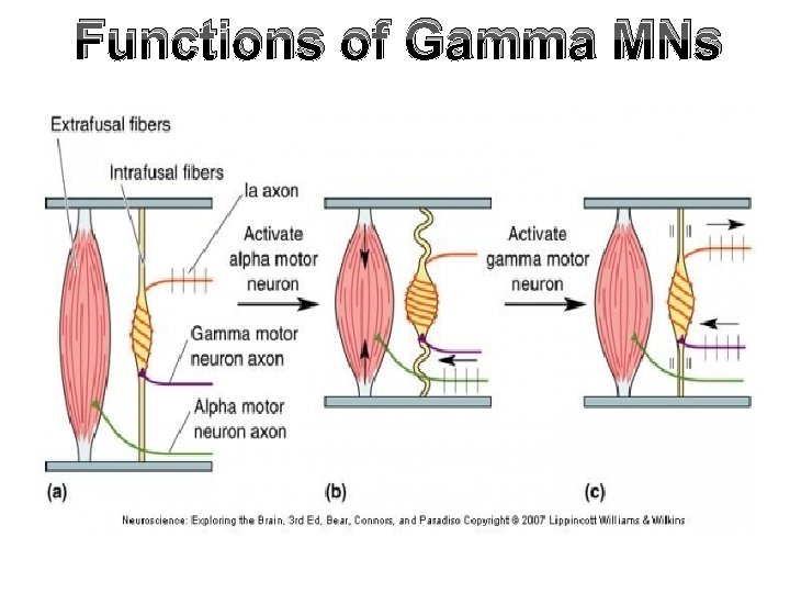 Functions of Gamma MNs Functions of Gamma MNs