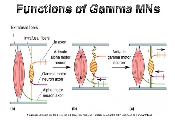 Functions of Gamma MNs 