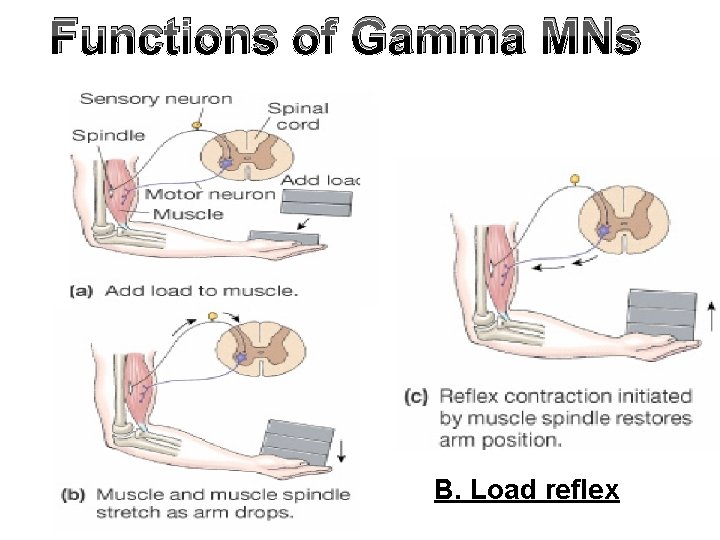Functions of Gamma MNs B. Load reflex Functions of Gamma MNs B. Load reflex