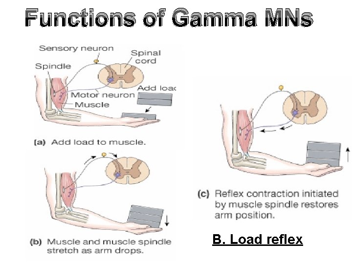 Functions of Gamma MNs B. Load reflex 