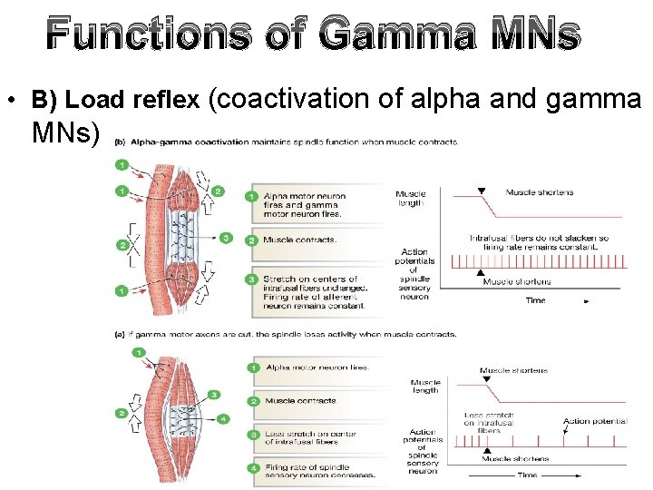 Functions of Gamma MNs • B) Load reflex (coactivation of alpha and gamma MNs) Functions of Gamma MNs • B) Load reflex (coactivation of alpha and gamma MNs)