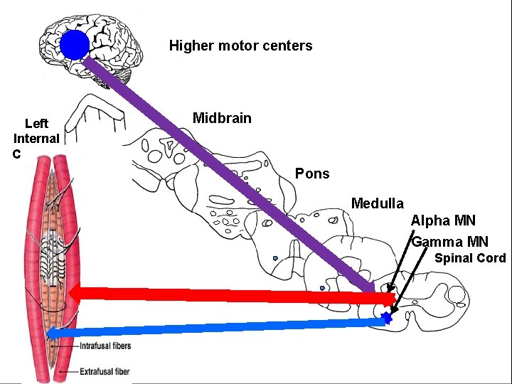 Higher motor centers Left Internal Capsule Midbrain L A Pons Medulla Alpha MN Gamma