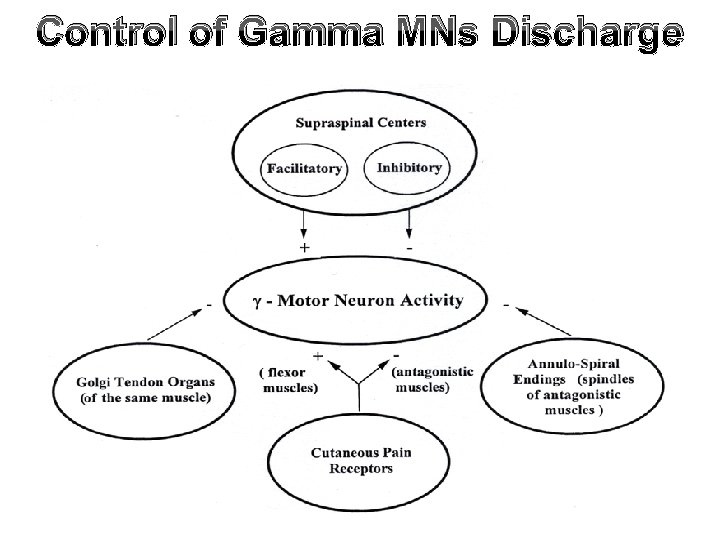 Control of Gamma MNs Discharge Control of Gamma MNs Discharge