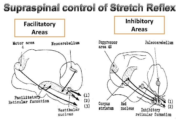 Supraspinal control of Stretch Reflex Facilitatory Areas Inhibitory Areas 