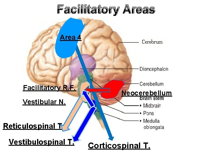 Facilitatory Areas Area 4 Facilitatory R. F. Neocerebellum Vestibular N. Reticulospinal T. Vestibulospinal T. Facilitatory Areas Area 4 Facilitatory R. F. Neocerebellum Vestibular N. Reticulospinal T. Vestibulospinal T.