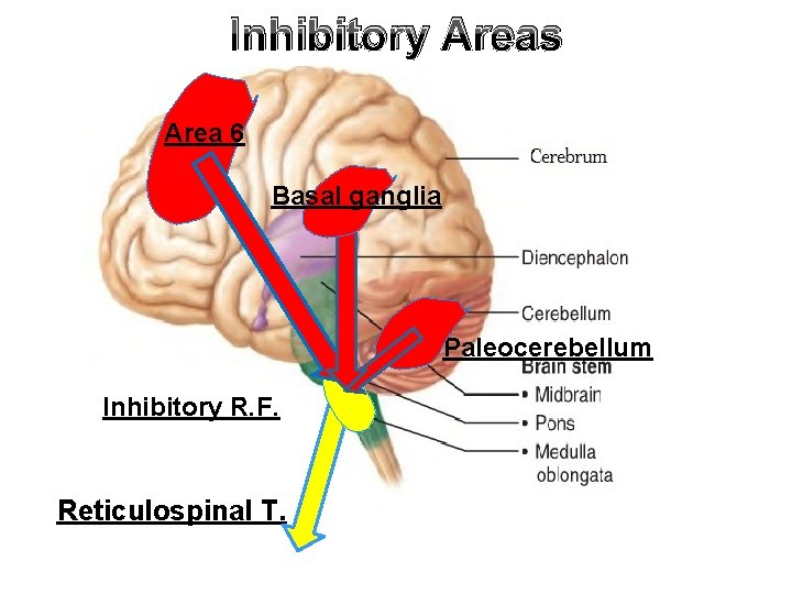 Inhibitory Areas Area 6 Basal ganglia Paleocerebellum Inhibitory R. F. Reticulospinal T. Inhibitory Areas Area 6 Basal ganglia Paleocerebellum Inhibitory R. F. Reticulospinal T.
