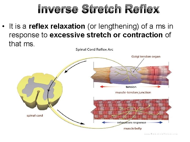 Inverse Stretch Reflex • It is a reflex relaxation (or lengthening) of a ms Inverse Stretch Reflex • It is a reflex relaxation (or lengthening) of a ms