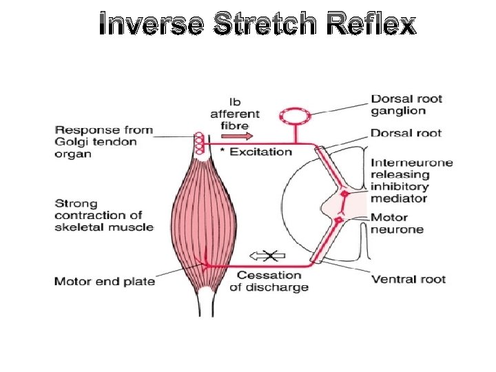 Inverse Stretch Reflex Inverse Stretch Reflex