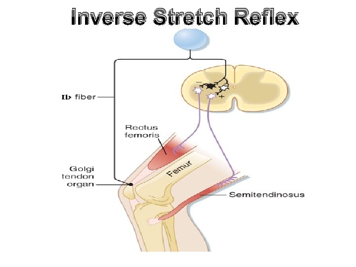 Inverse Stretch Reflex Inverse Stretch Reflex