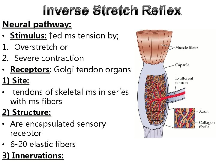 Inverse Stretch Reflex Neural pathway: • Stimulus: ↑ed ms tension by; 1. Overstretch or