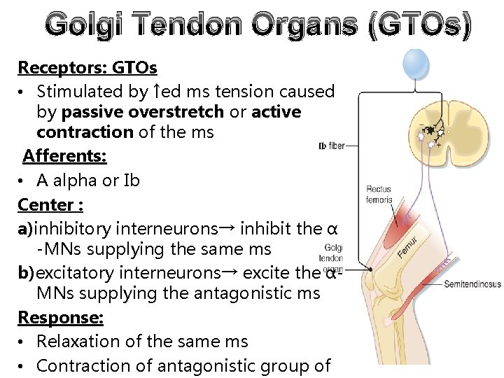 Golgi Tendon Organs (GTOs) Receptors: GTOs • Stimulated by ↑ed ms tension caused by