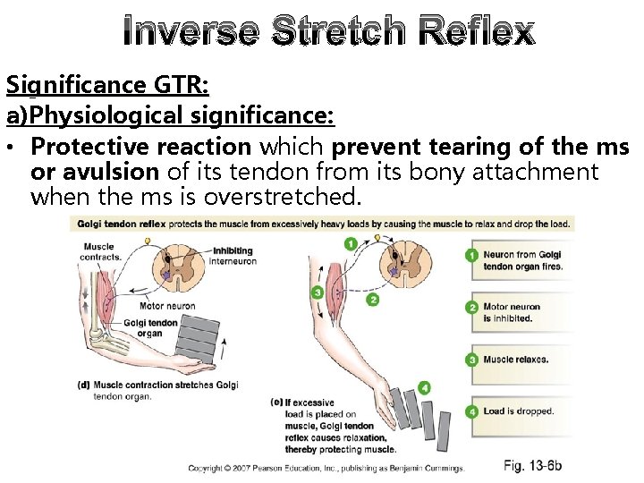 Inverse Stretch Reflex Significance GTR: a)Physiological significance: • Protective reaction which prevent tearing of