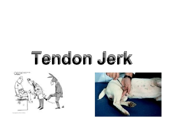 Tendon Jerk Tendon Jerk