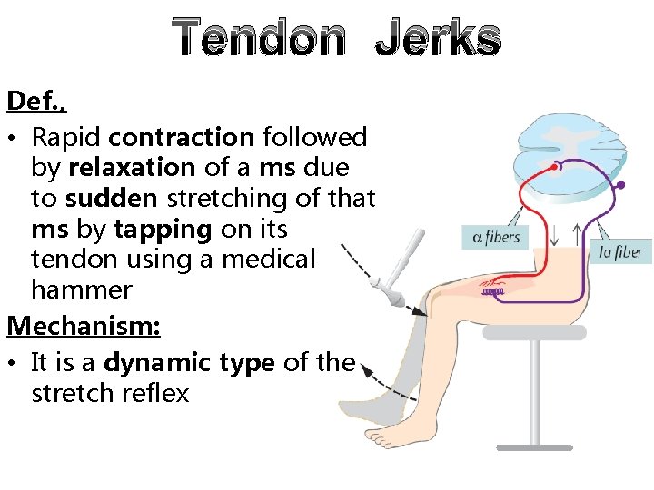 Tendon Jerks Def. , • Rapid contraction followed by relaxation of a ms due Tendon Jerks Def. , • Rapid contraction followed by relaxation of a ms due