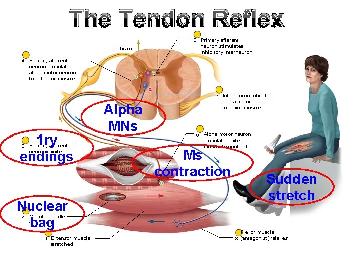 The Tendon Reflex To brain 6 Primary afferent neuron stimulates inhibitory interneuron 4 Primary The Tendon Reflex To brain 6 Primary afferent neuron stimulates inhibitory interneuron 4 Primary