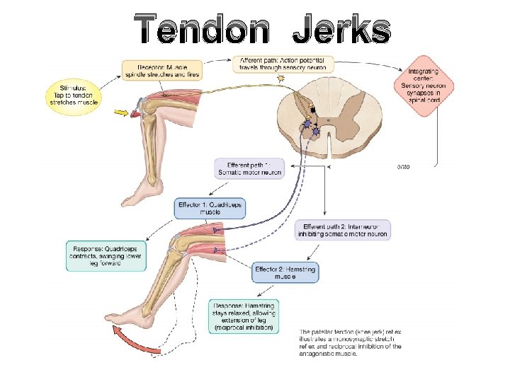 Tendon Jerks Tendon Jerks