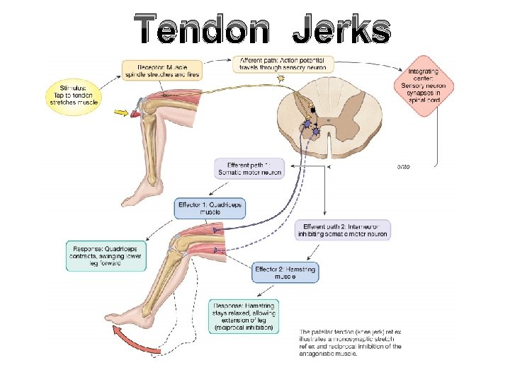 Tendon Jerks 