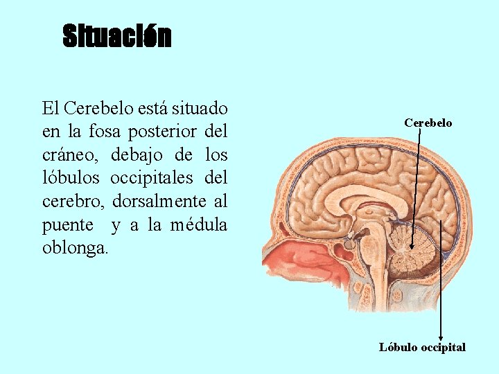 Situación El Cerebelo está situado en la fosa posterior del cráneo, debajo de los