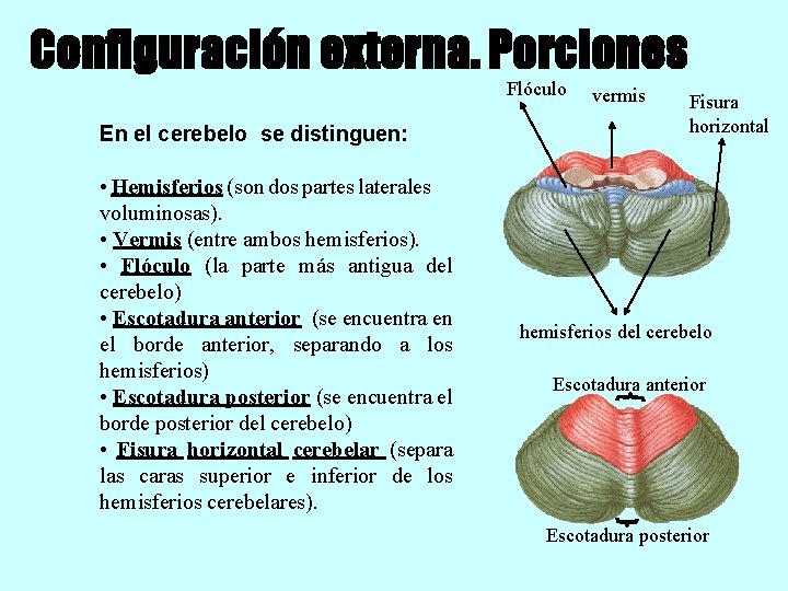 Configuración externa. Porciones Flóculo En el cerebelo se distinguen: • Hemisferios (son dos partes