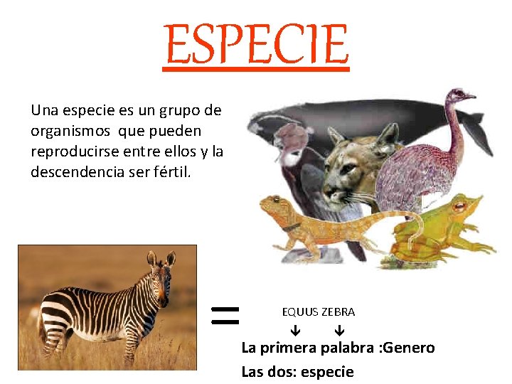 ESPECIE Una especie es un grupo de organismos que pueden reproducirse entre ellos y