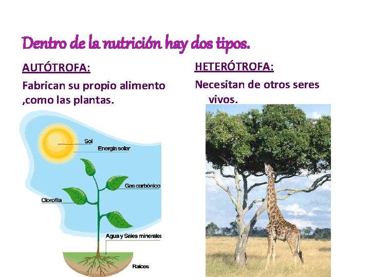 Dentro de la nutrición hay dos tipos. AUTÓTROFA: Fabrican su propio alimento , como