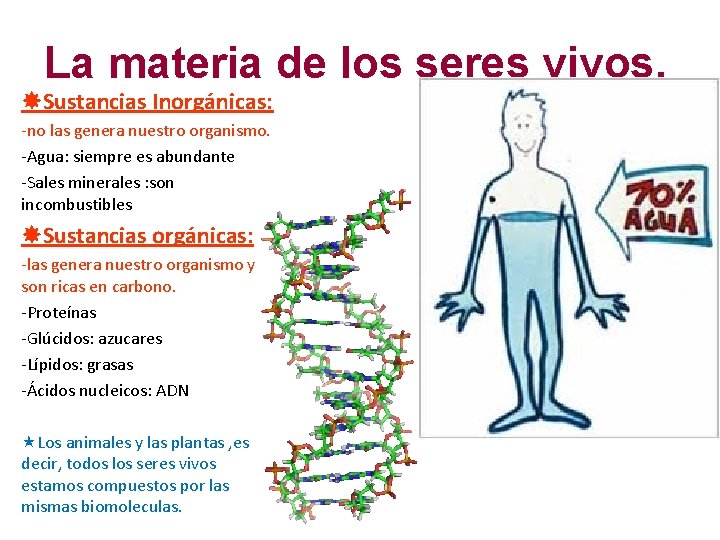 La materia de los seres vivos. Sustancias Inorgánicas: -no las genera nuestro organismo. -Agua: