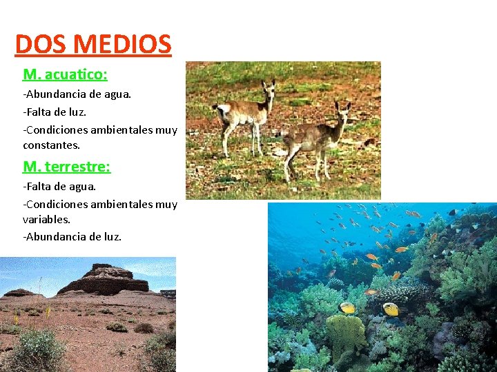 DOS MEDIOS M. acuatico: -Abundancia de agua. -Falta de luz. -Condiciones ambientales muy constantes.