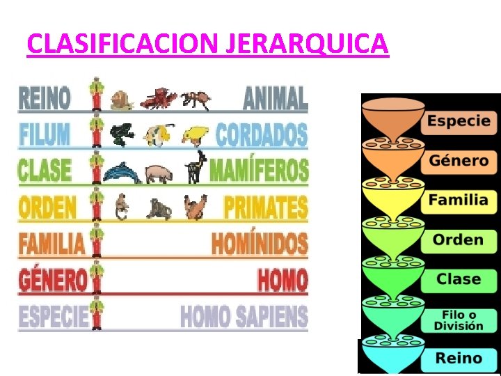 CLASIFICACION JERARQUICA 