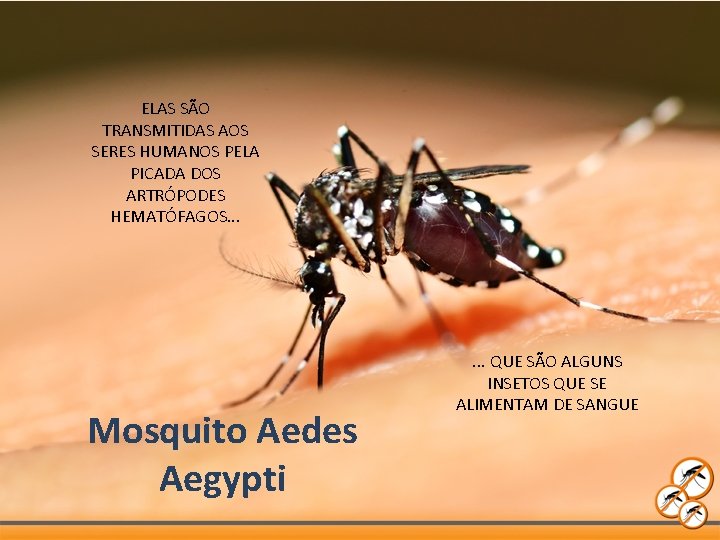 ELAS SÃO TRANSMITIDAS AOS SERES HUMANOS PELA PICADA DOS ARTRÓPODES HEMATÓFAGOS. . . Mosquito