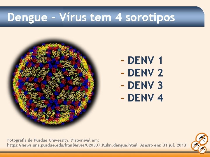 Dengue – Vírus tem 4 sorotipos – – DENV 1 2 3 4 Fotografia