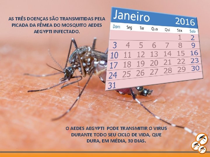 AS TRÊS DOENÇAS SÃO TRANSMITIDAS PELA PICADA DA FÊMEA DO MOSQUITO AEDES AEGYPTI INFECTADO.