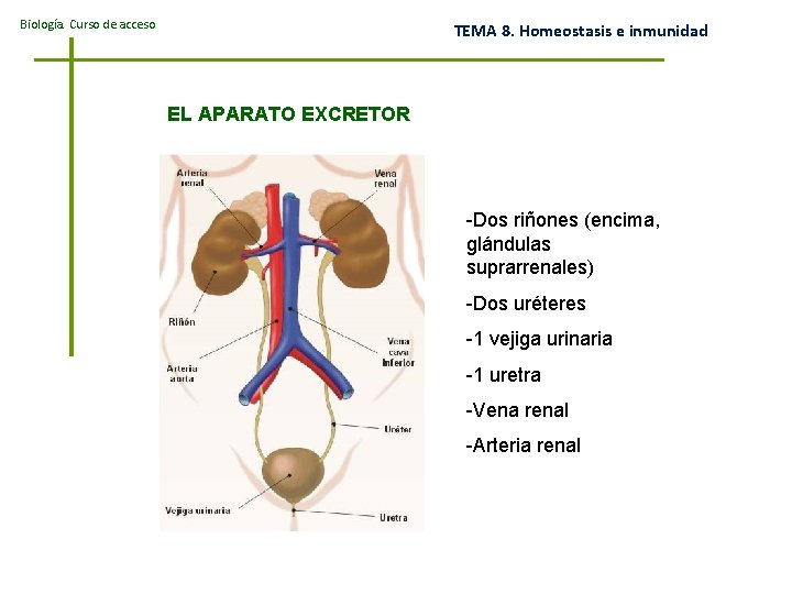 Biología. Curso de acceso TEMA 8. Homeostasis e inmunidad EL APARATO EXCRETOR -Dos riñones