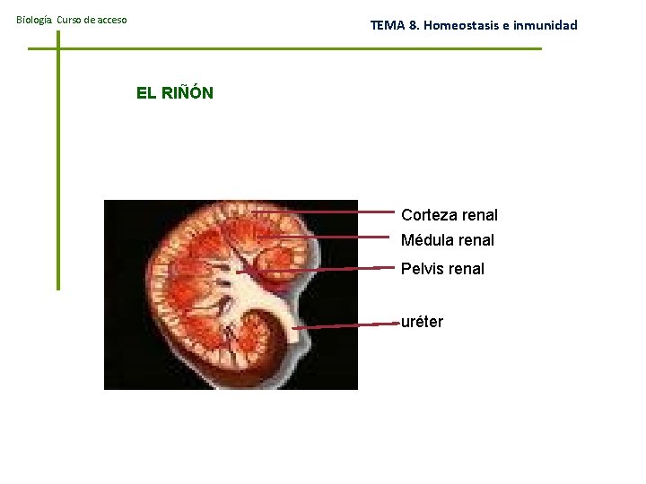 Biología. Curso de acceso TEMA 8. Homeostasis e inmunidad EL RIÑÓN Corteza renal Médula