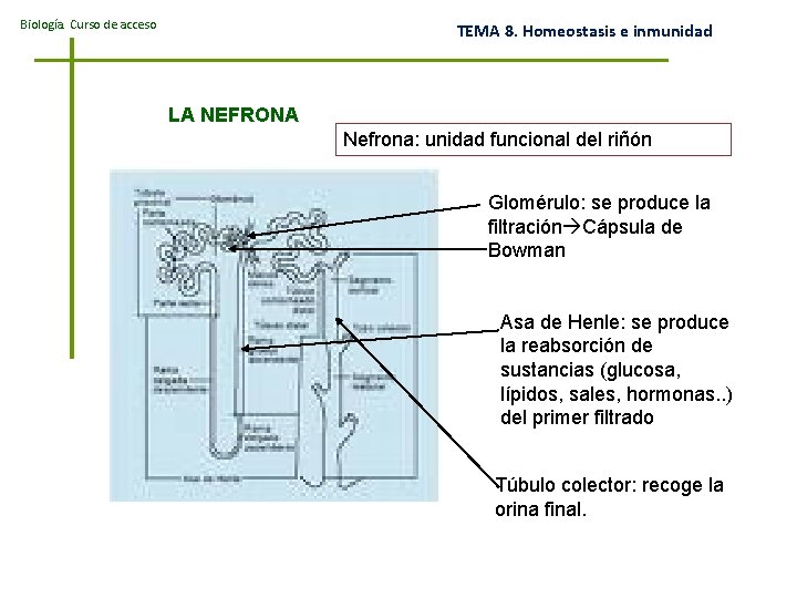 Biología. Curso de acceso TEMA 8. Homeostasis e inmunidad LA NEFRONA Nefrona: unidad funcional
