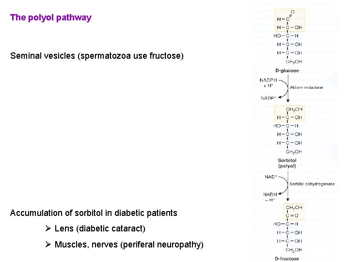 The polyol pathway Seminal vesicles (spermatozoa use fructose) Accumulation of sorbitol in diabetic patients