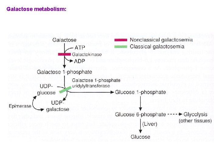 Galactose metabolism: 