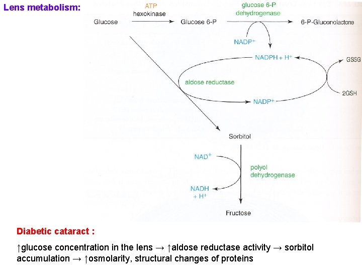Lens metabolism: Diabetic cataract : ↑glucose concentration in the lens → ↑aldose reductase activity