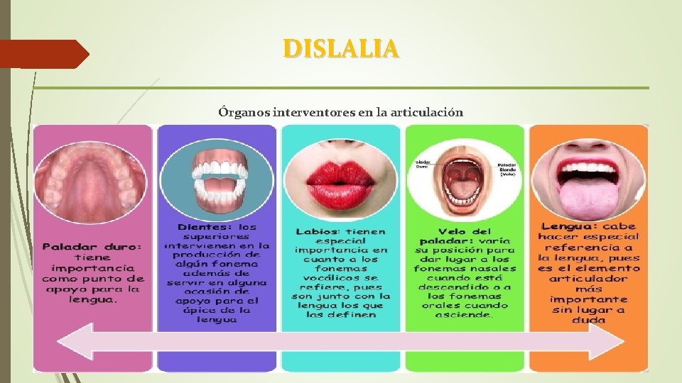 DISLALIA Órganos interventores en la articulación 