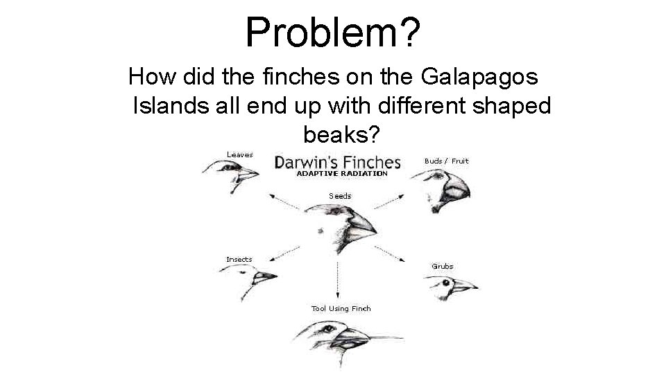 Problem? How did the finches on the Galapagos Islands all end up with different
