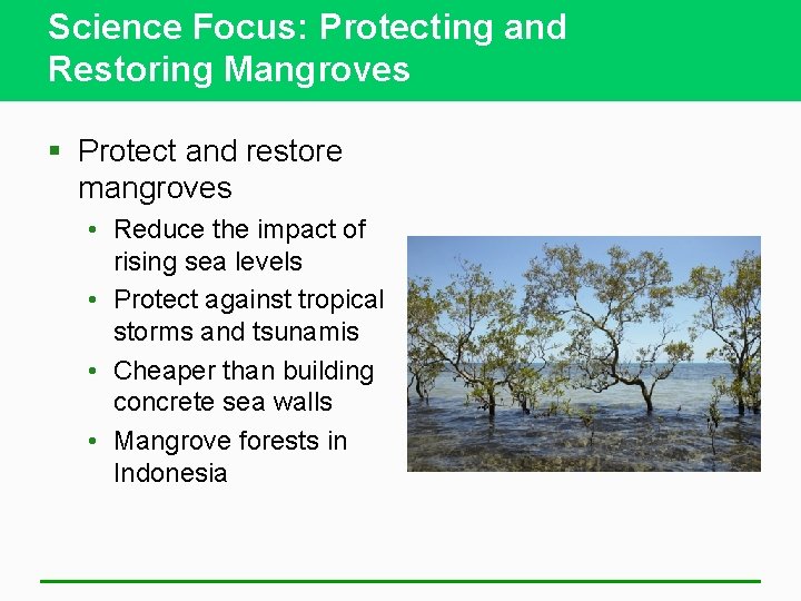 Science Focus: Protecting and Restoring Mangroves § Protect and restore mangroves • Reduce the