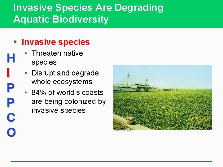 Invasive Species Are Degrading Aquatic Biodiversity § Invasive species H I P P C